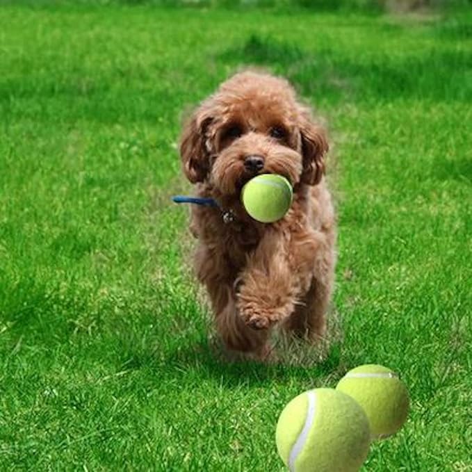 VIV Advanced Tennis Balls Bulk, 30/50/100 + Practice Pressure Ball Bouncing 53in High Durable; Official Size 2.5 in Pet Dog Balls; Tougher Tennis Ball for Dogs, Tennis Ball Training Machine, Walkers